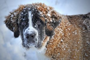 Chien Saint Bernard dans la neige